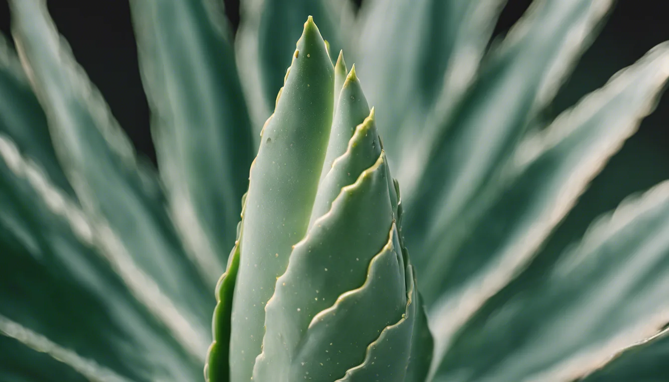 Aloe Vera Pieces In Dreams: Unveiling Their Symbolic Meaning
