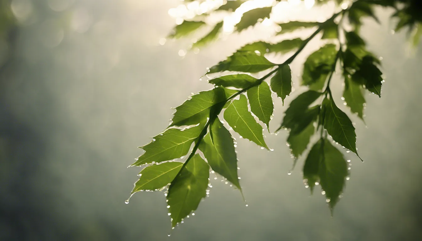 Dream symbol: neem leaves: intro