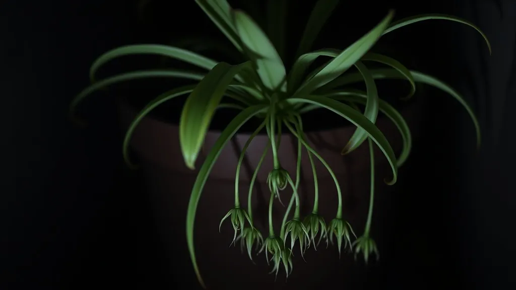 Dream symbol: spider plant: scenarios: Dreaming of a spider plant in a dark or shadowy place