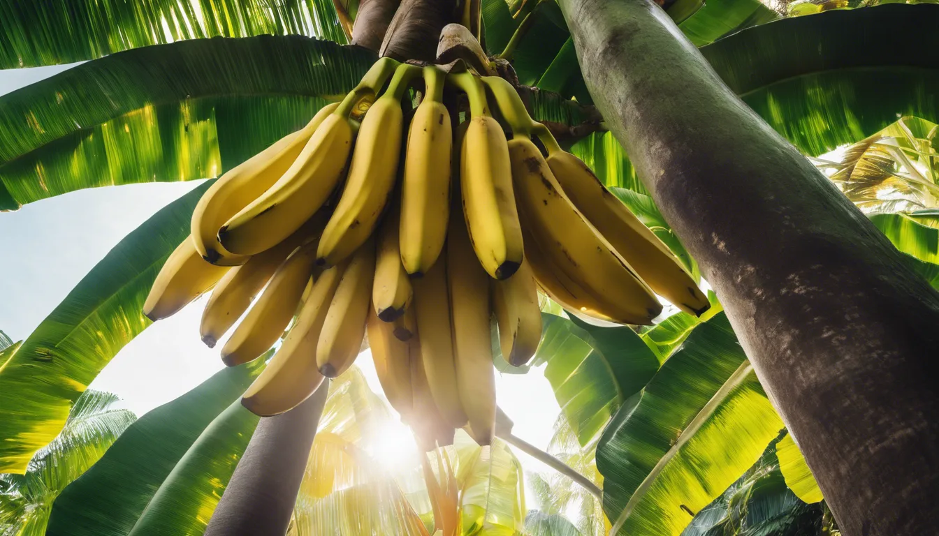 Dream symbol: bananas: symbolism: Health and Well-being