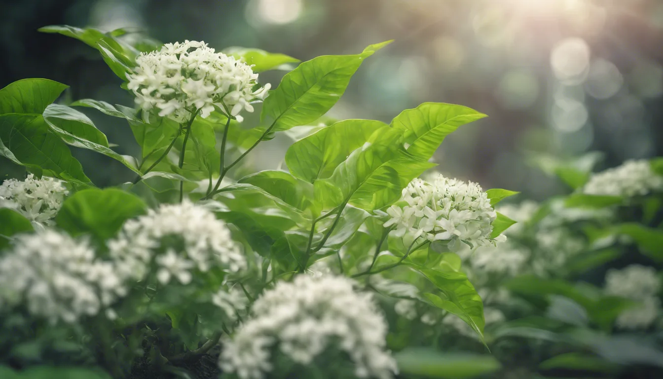 Dream symbol: tulasi plant: intro